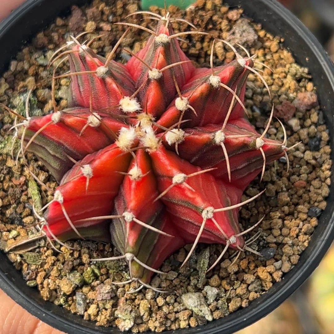 泰系实生肋骨锦A17