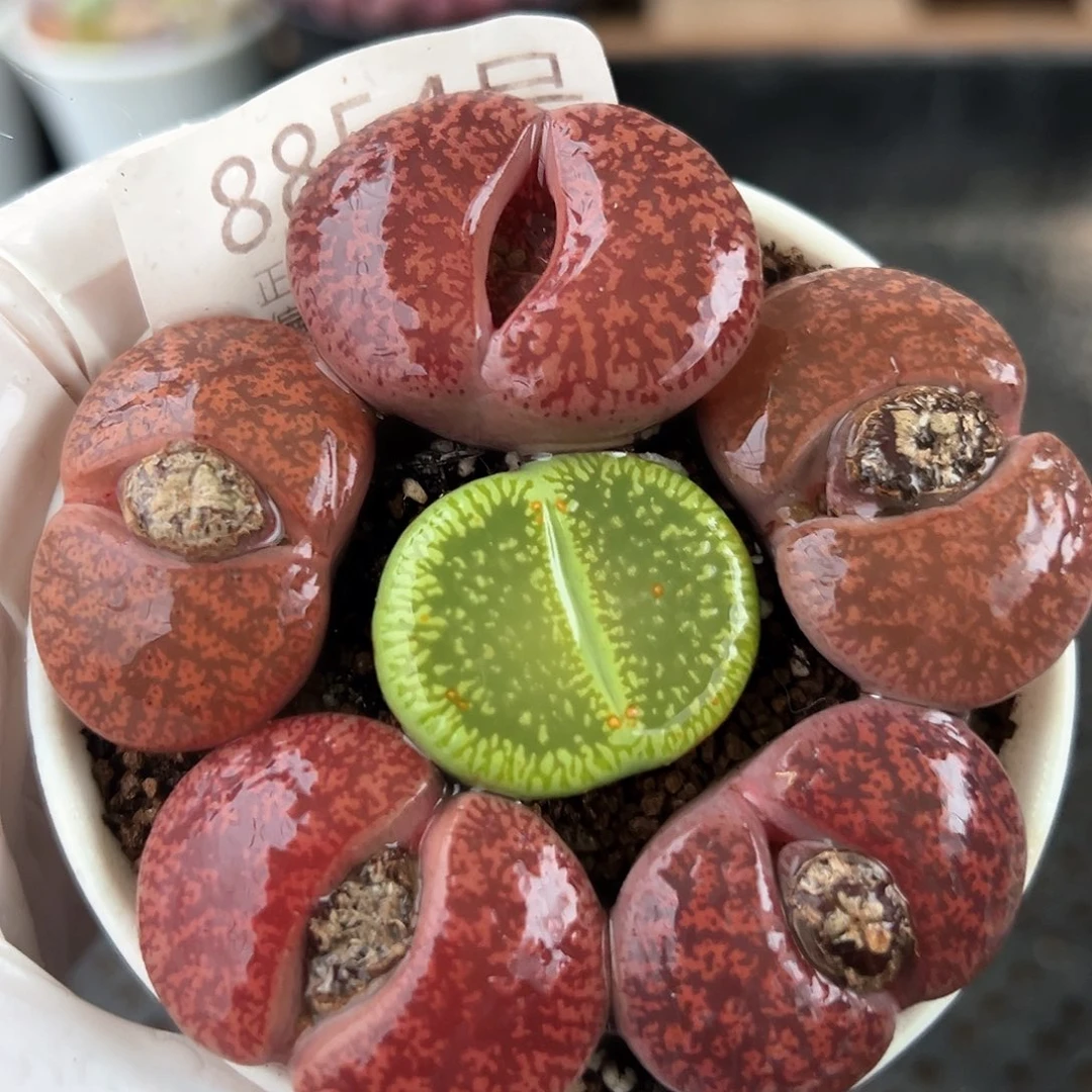 好养易活生石花大母本8854