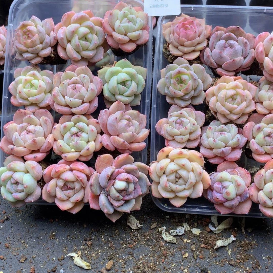 反反复复还是很开心的071