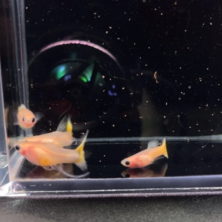 孔雀鱼黄金玻璃猫大C2对