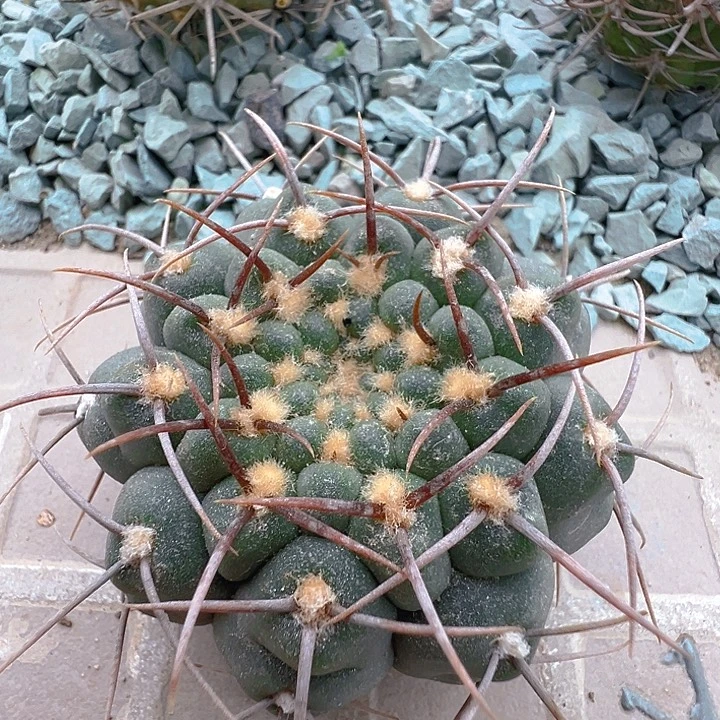 三刺玉。苗接落地自根。出根芽