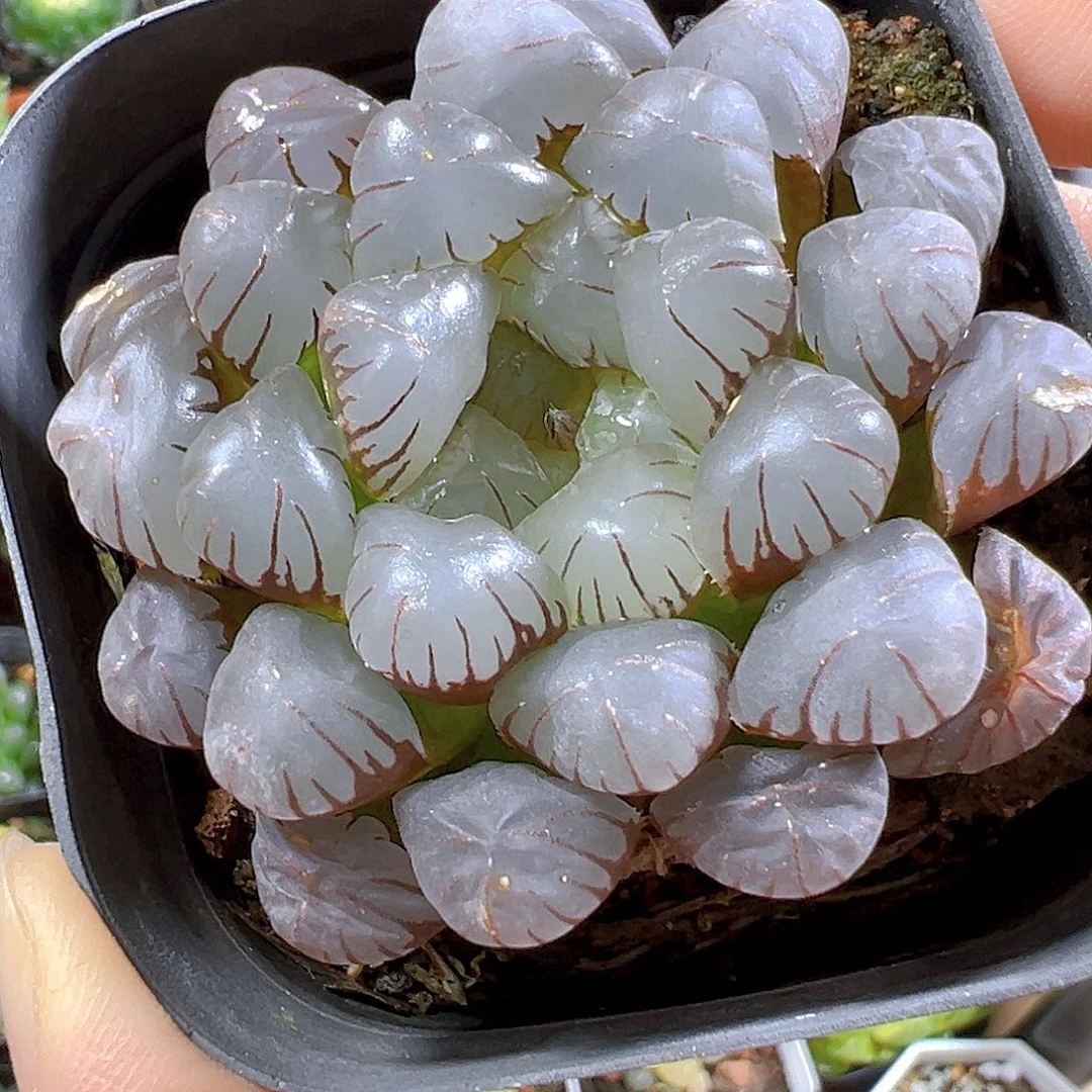 紫姬冰灯玉露多肉一颗
