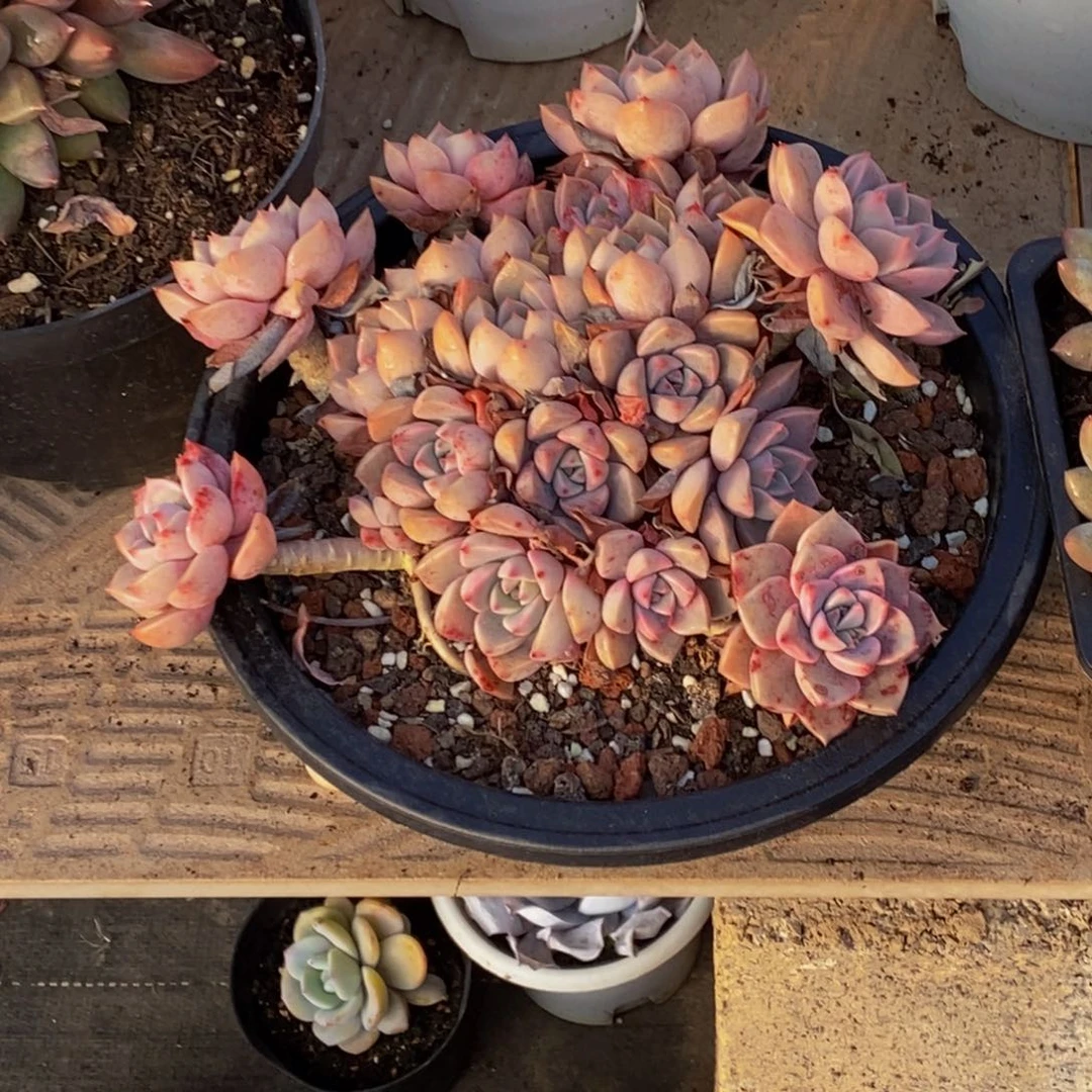 添****颜48包邮一物一拍多肉植物