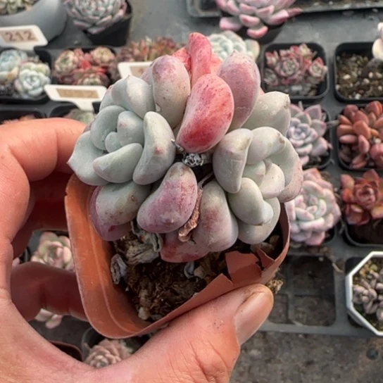 112花班鹿多肉植物多