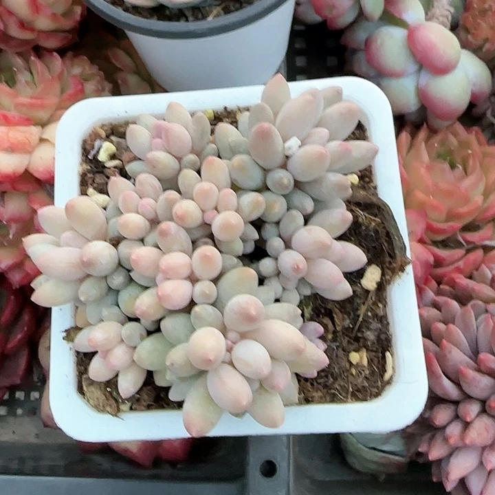 青蛙王子儿童牙膏111