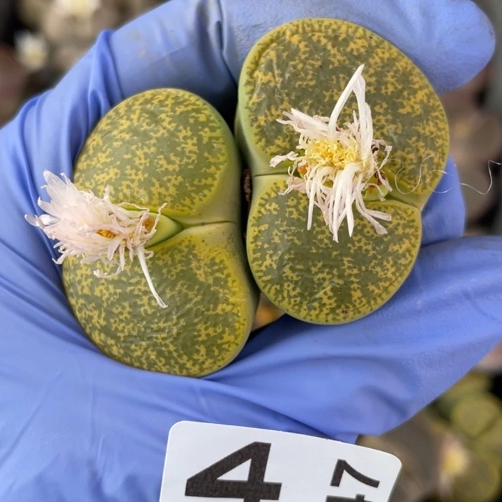 非偏远满20包邮447