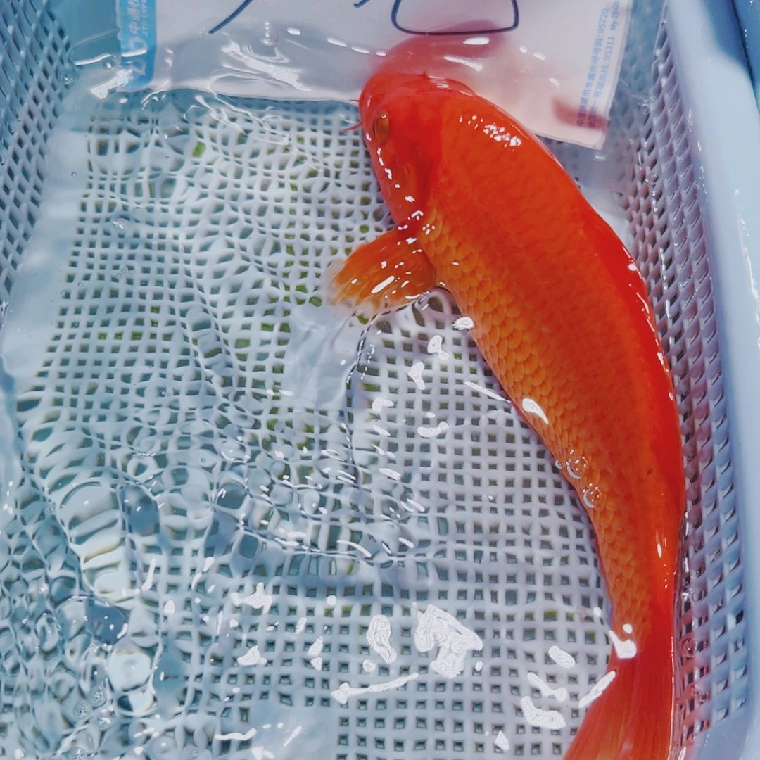 海水鱼锦鲤冷水观赏鱼