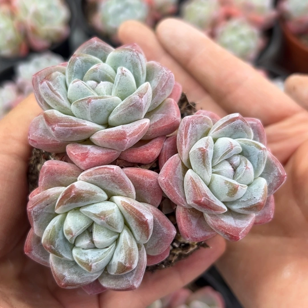收藏几冰玉3头老桩一颗