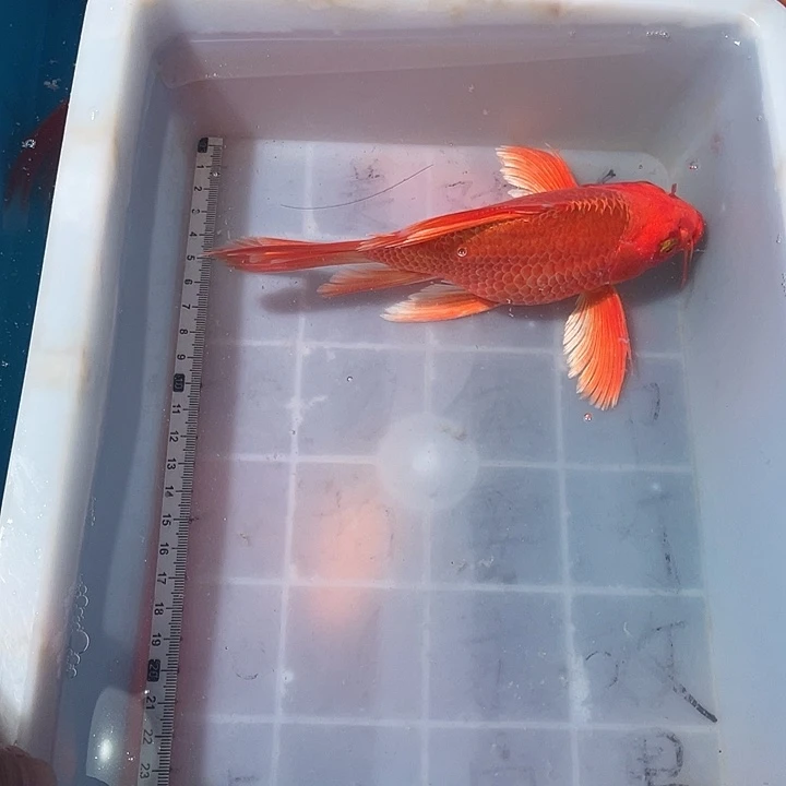 蝴蝶鲤鱼渔场直发114