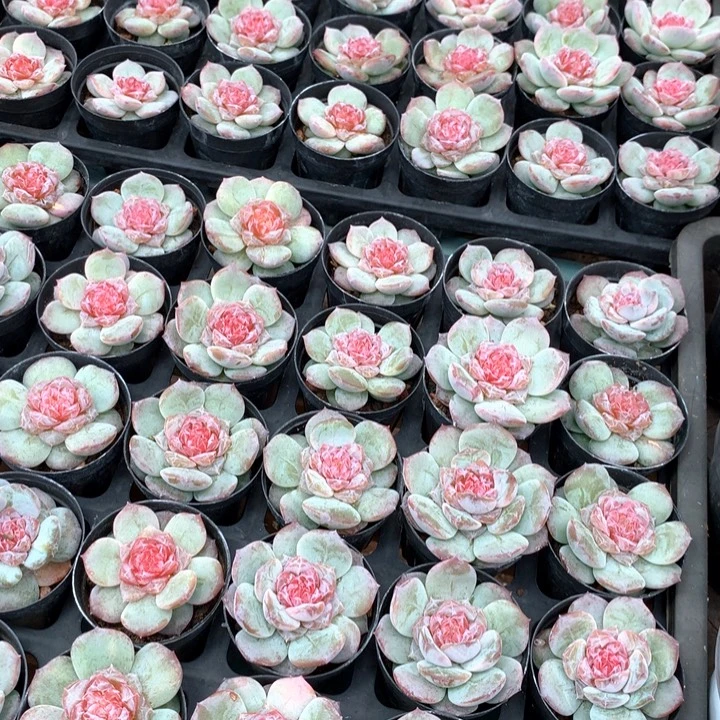 梨花暮雨带盆土两单包邮