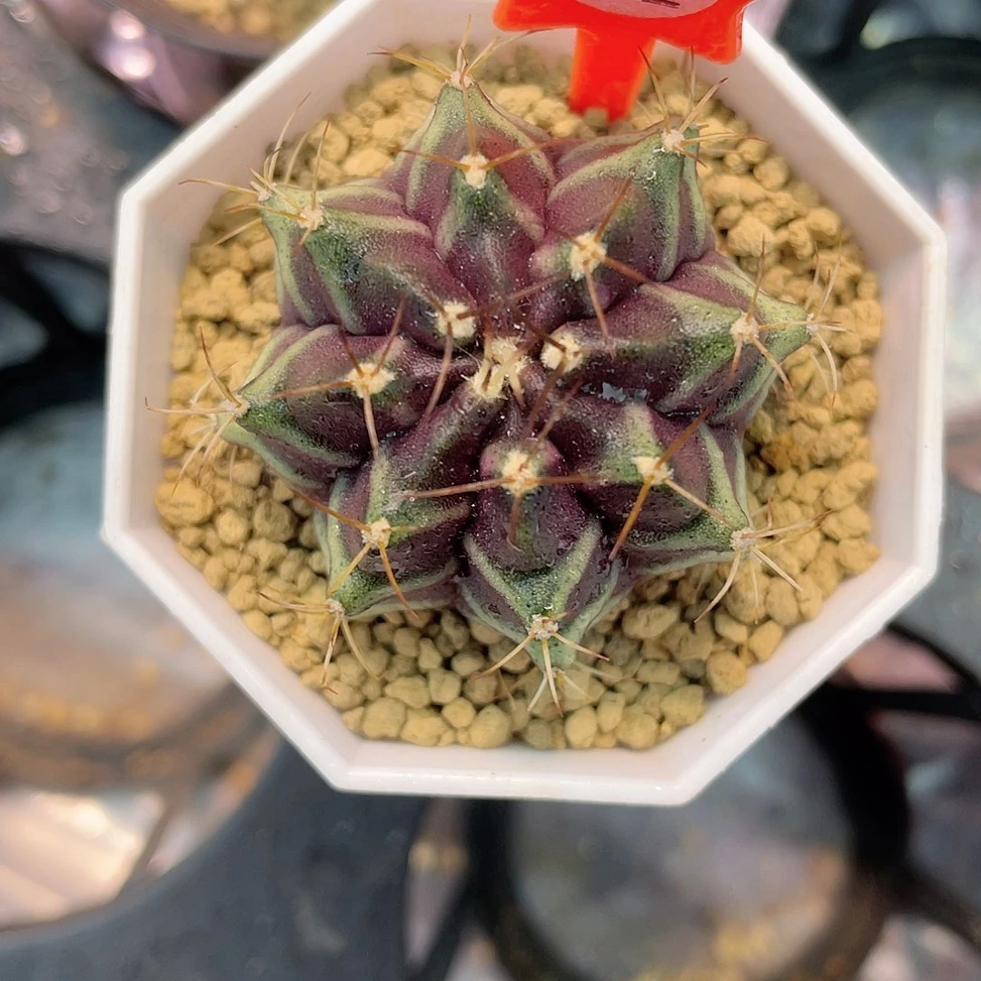 1-192米哈皮色球3.9厘米