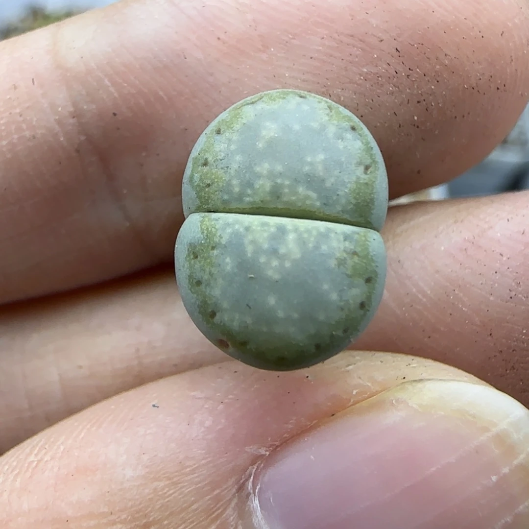 58二蜕饼干清框福利30包邮