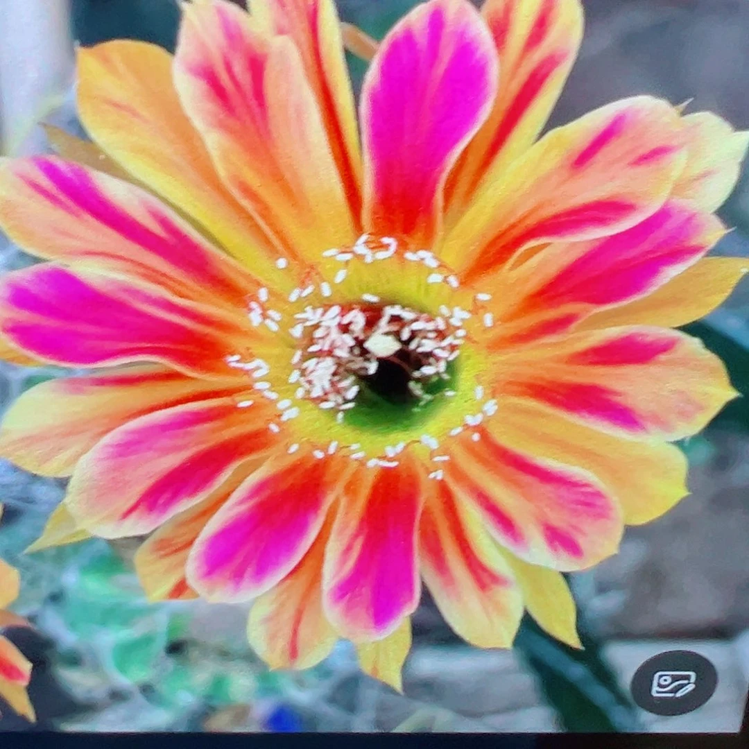 丽花 黄翅羽 侧芽 满20包邮