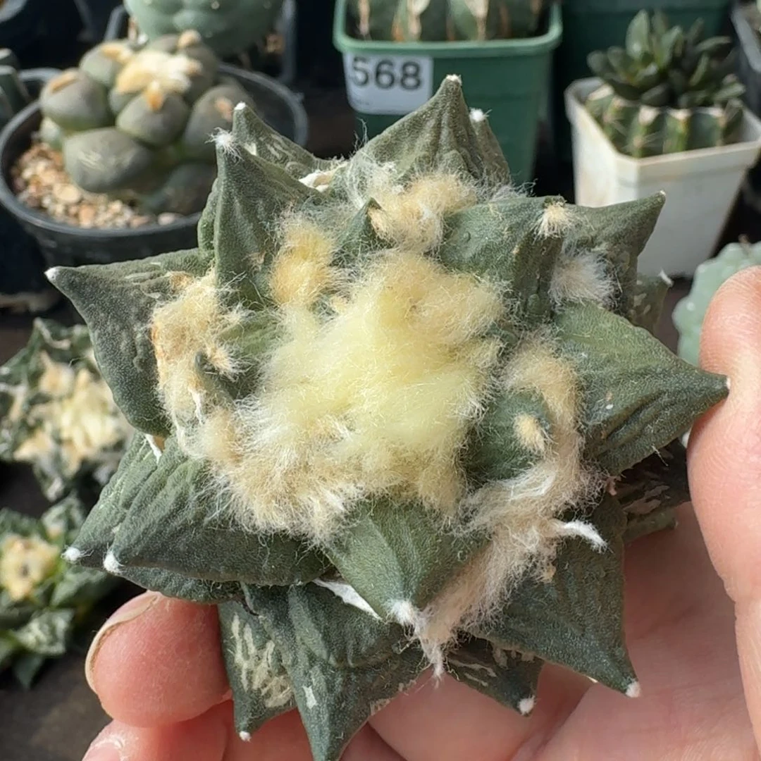 【闪购商品】尖尤怒涛有根592