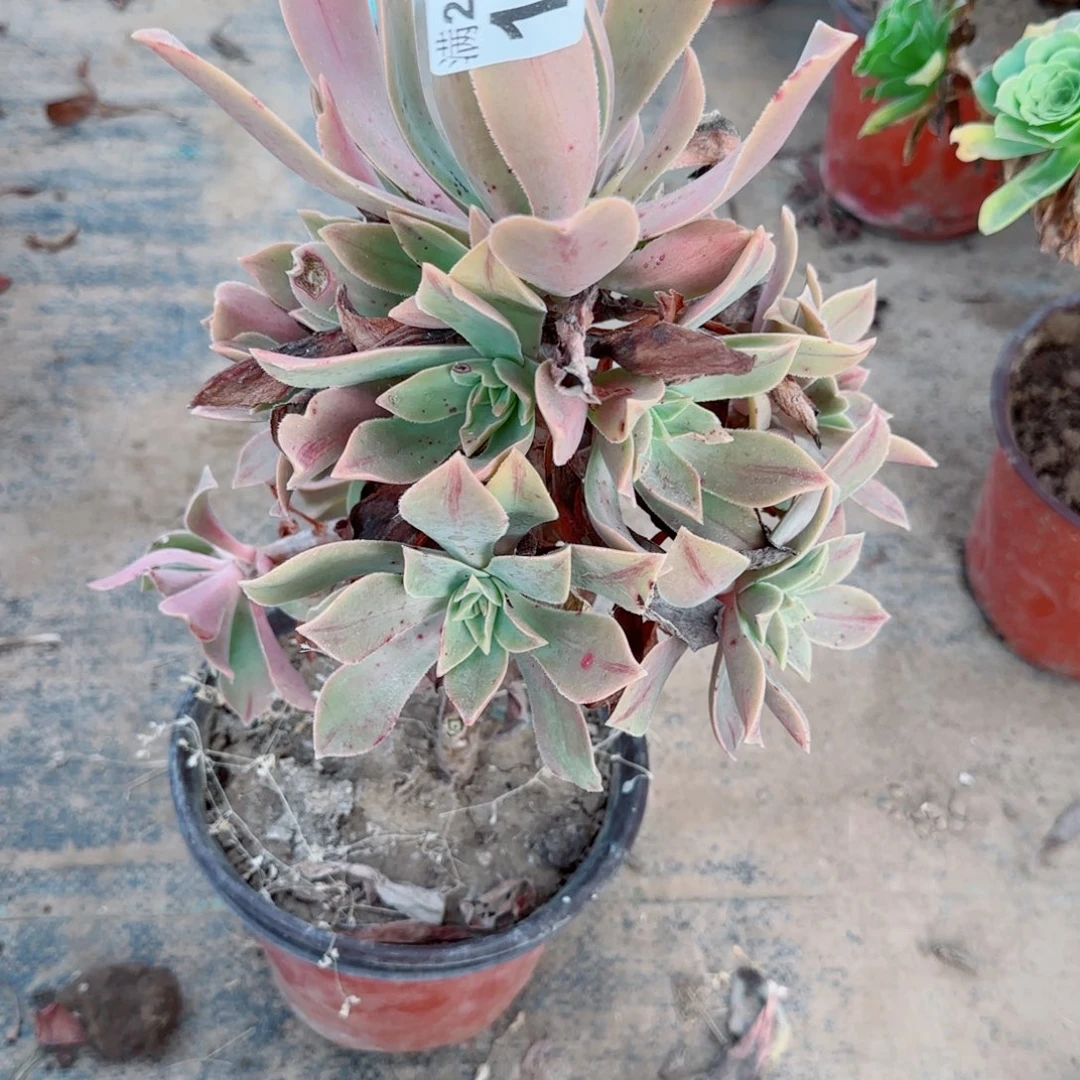 红叶111满20包邮断枝不包瑕疵