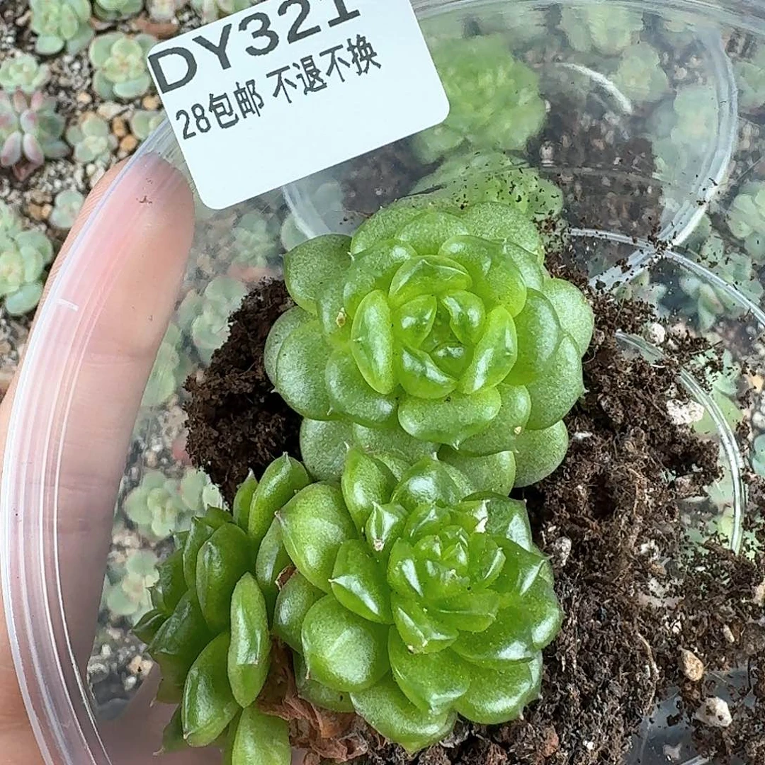 多肉植物糖心珍妮编号321