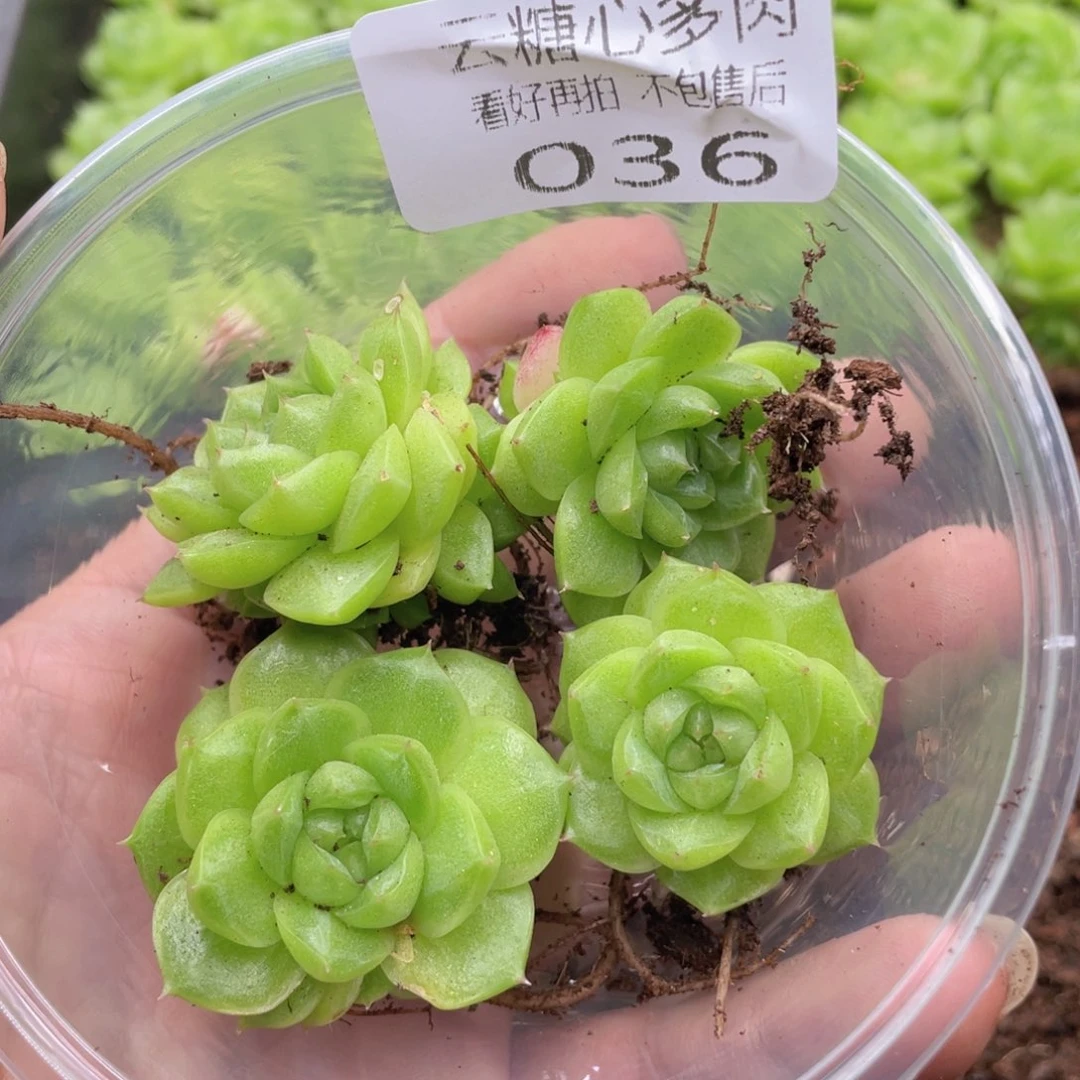 云糖心多肉植物36