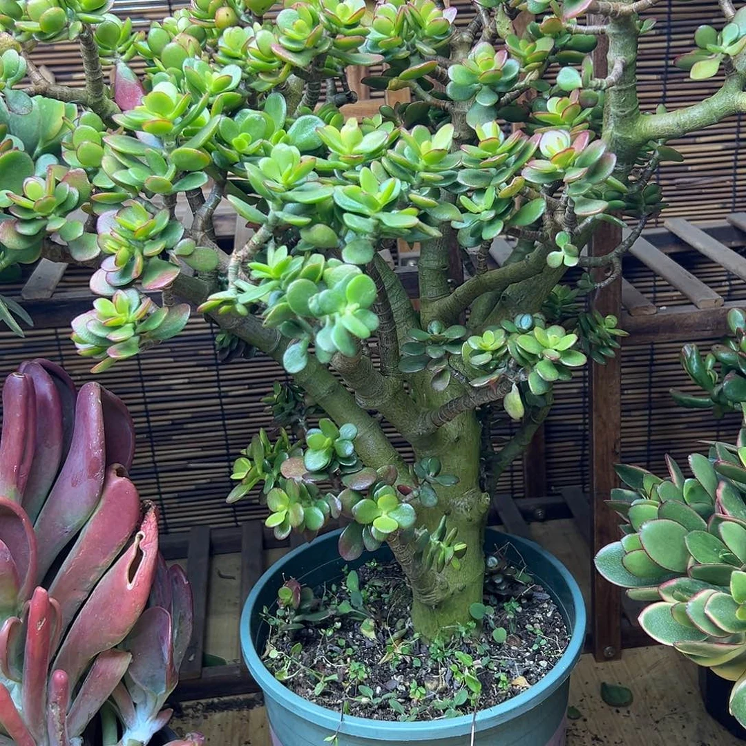 逆***y完全开放老桩姬红 一物一拍