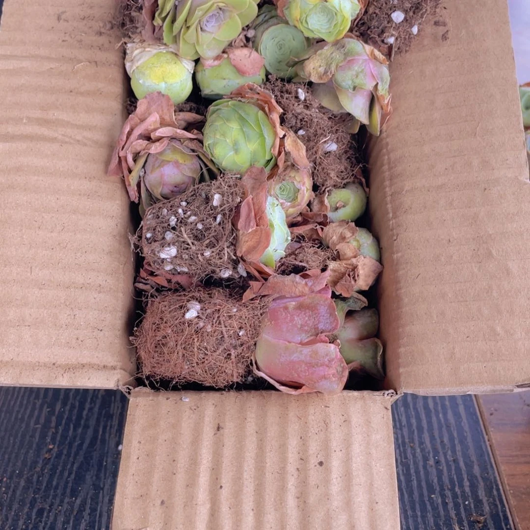 保底三十二颗量拍88888