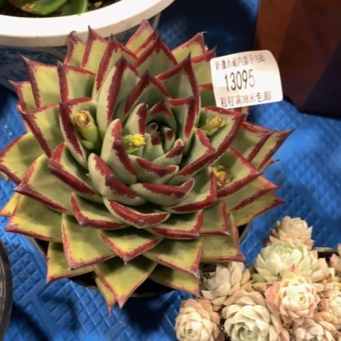 花*儿乌木13095多肉