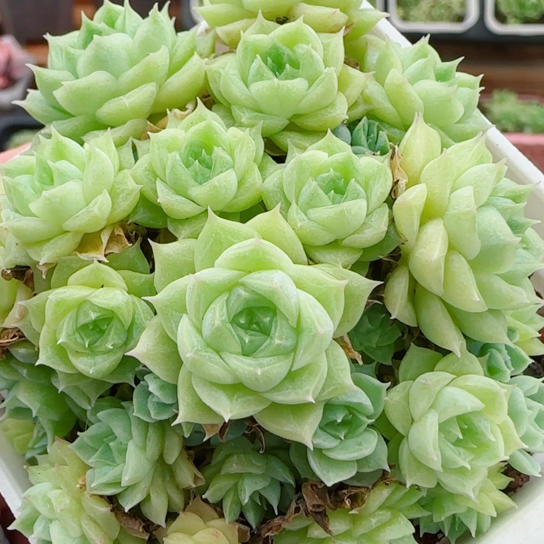 花语逸镜0923-45散