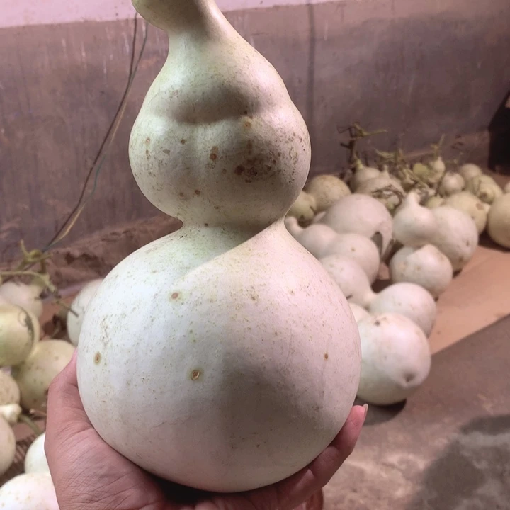 温***1中号现货供应充足