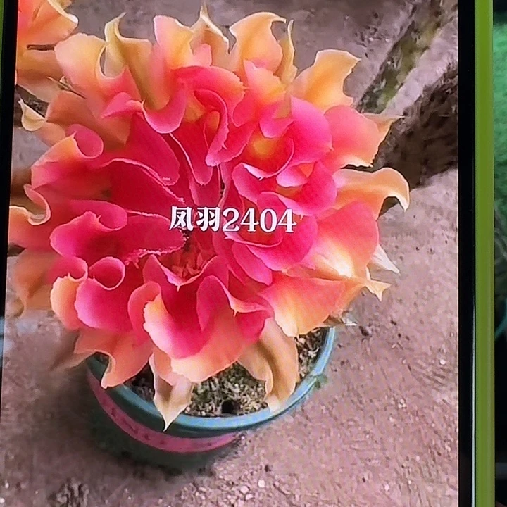 凤羽2404侧芽,尺寸以直播间看到的为准,偏远地区不包邮!