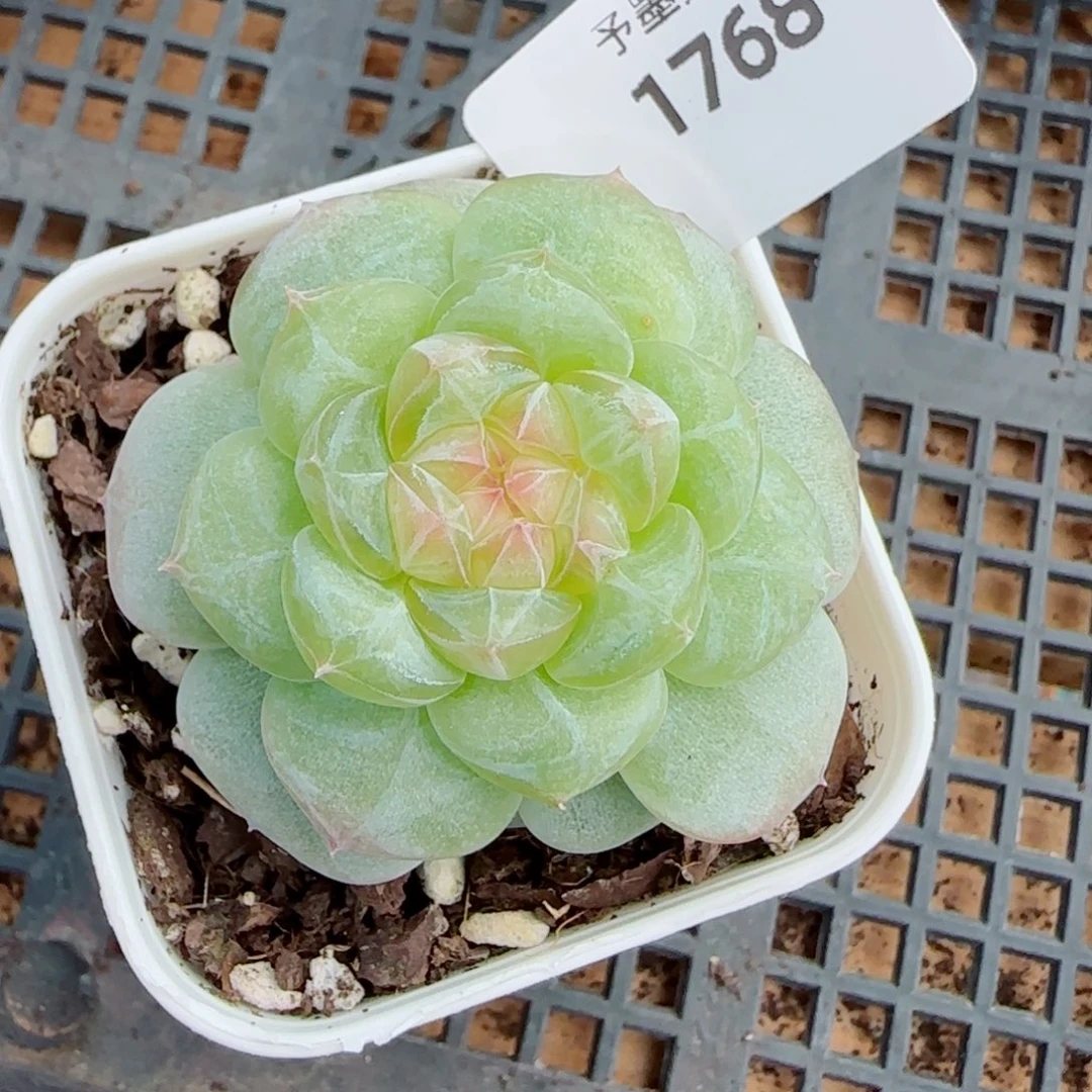 芝士，1768多肉植物