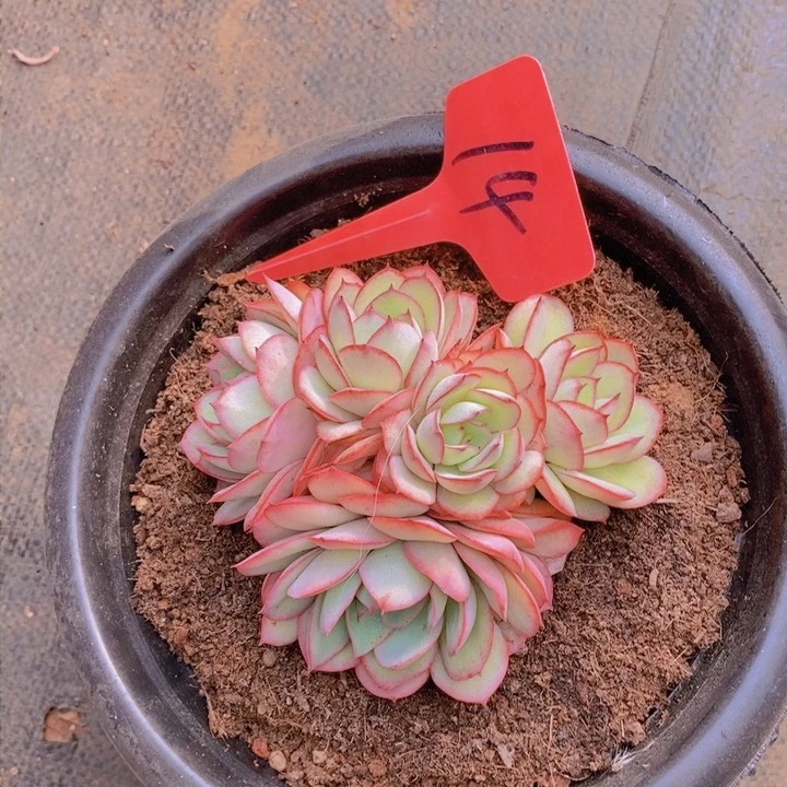 这不是要来大号找你们