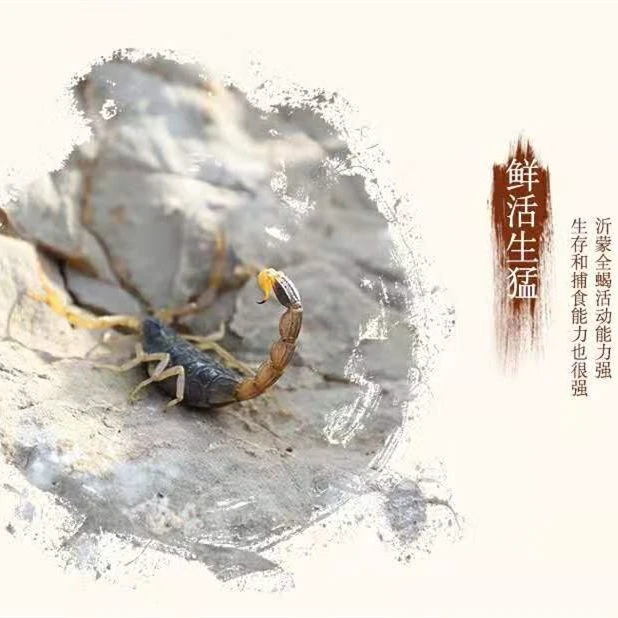 正宗沂蒙全蝎特产全蝎可泡酒煲汤的活蝎山蝎子产地直发