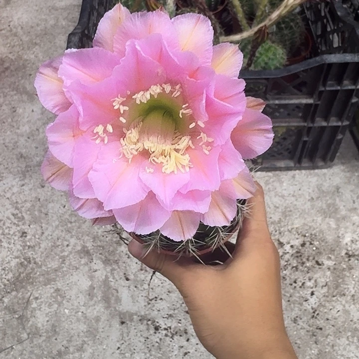 爱***中无花朵彩草哈哈哈哈哈哈哈