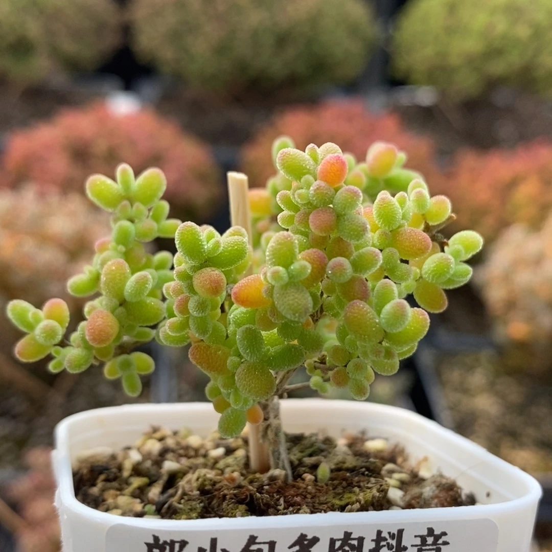 蜜橘糖球7115枝干番杏