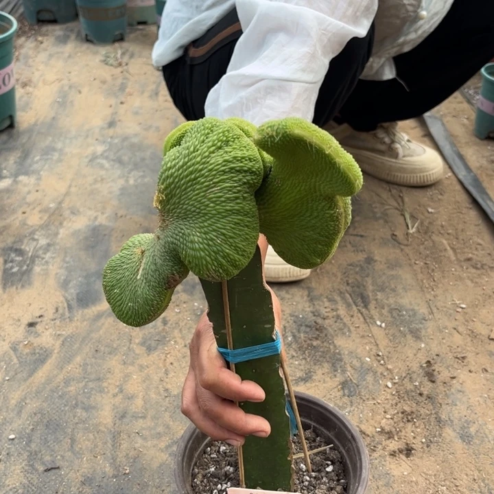 画***香青蛇缀化无售后67好