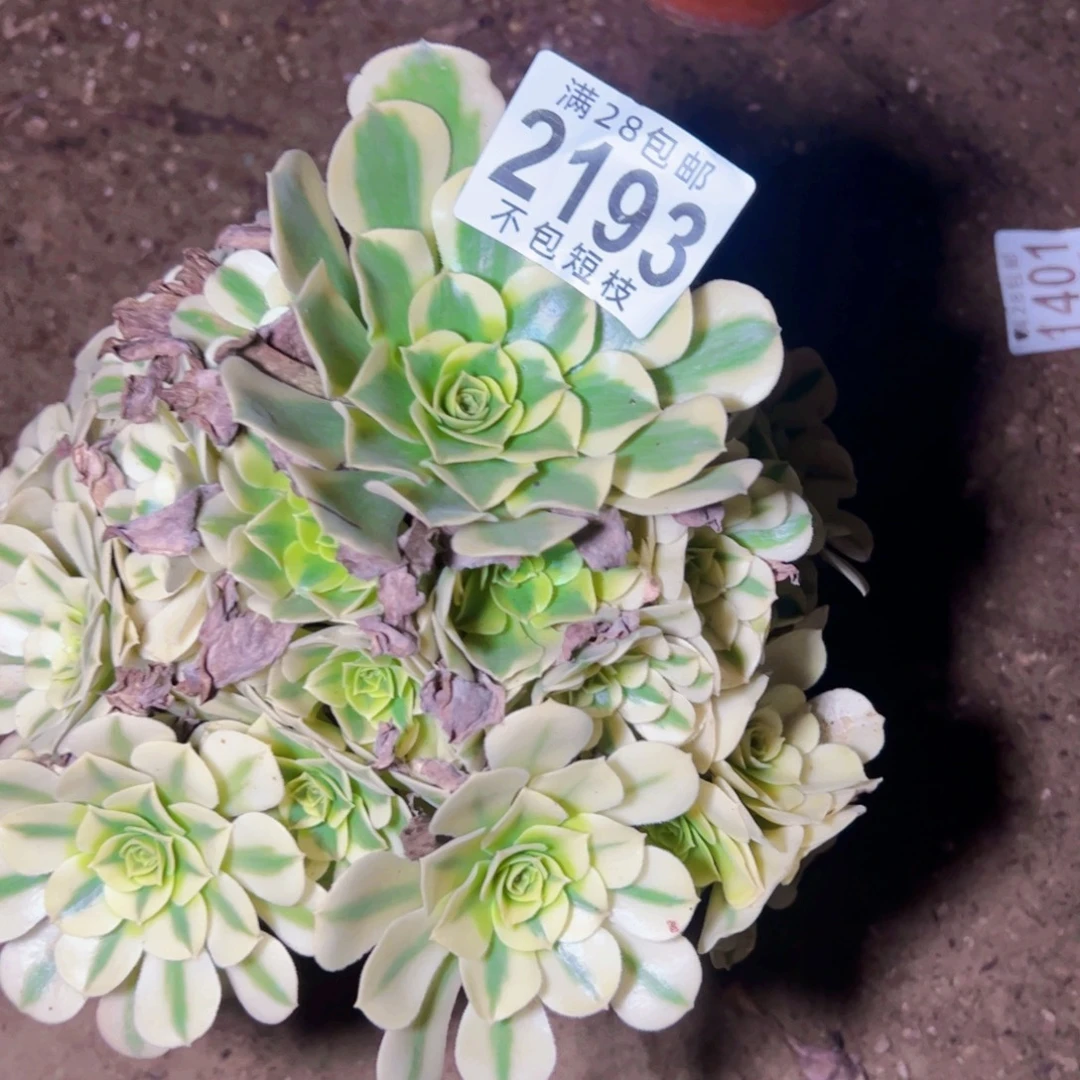 2193绿美杜莎多肉植物法师