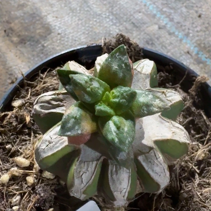 494花锦哥斯拉牡丹仙人球