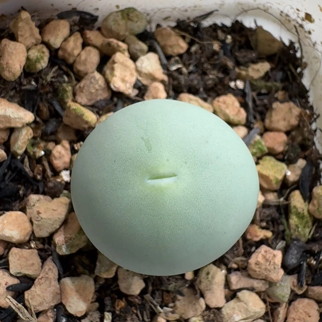 老***楷1001-053连盆带花