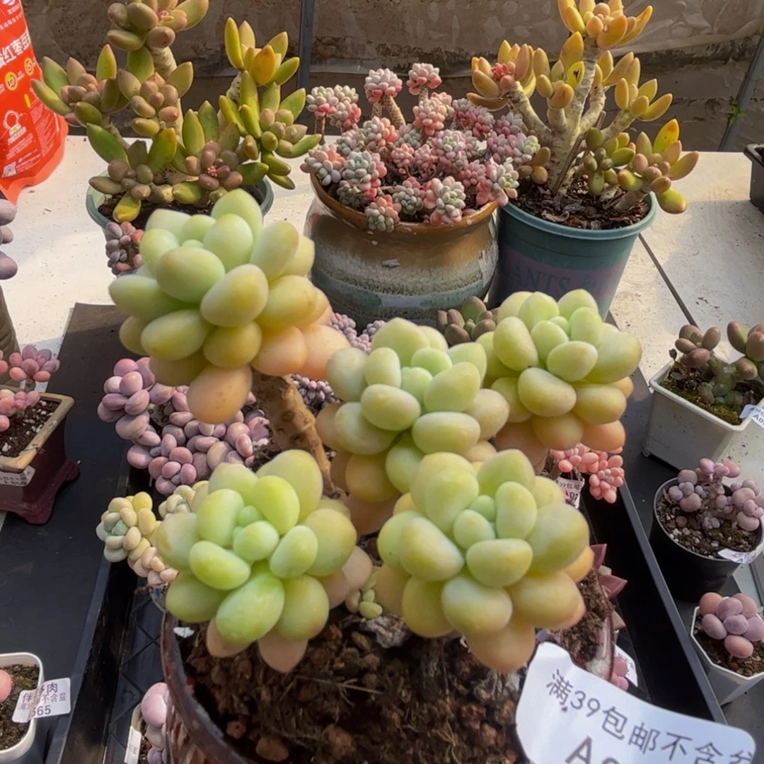 058/8cm洛可可多肉植物
