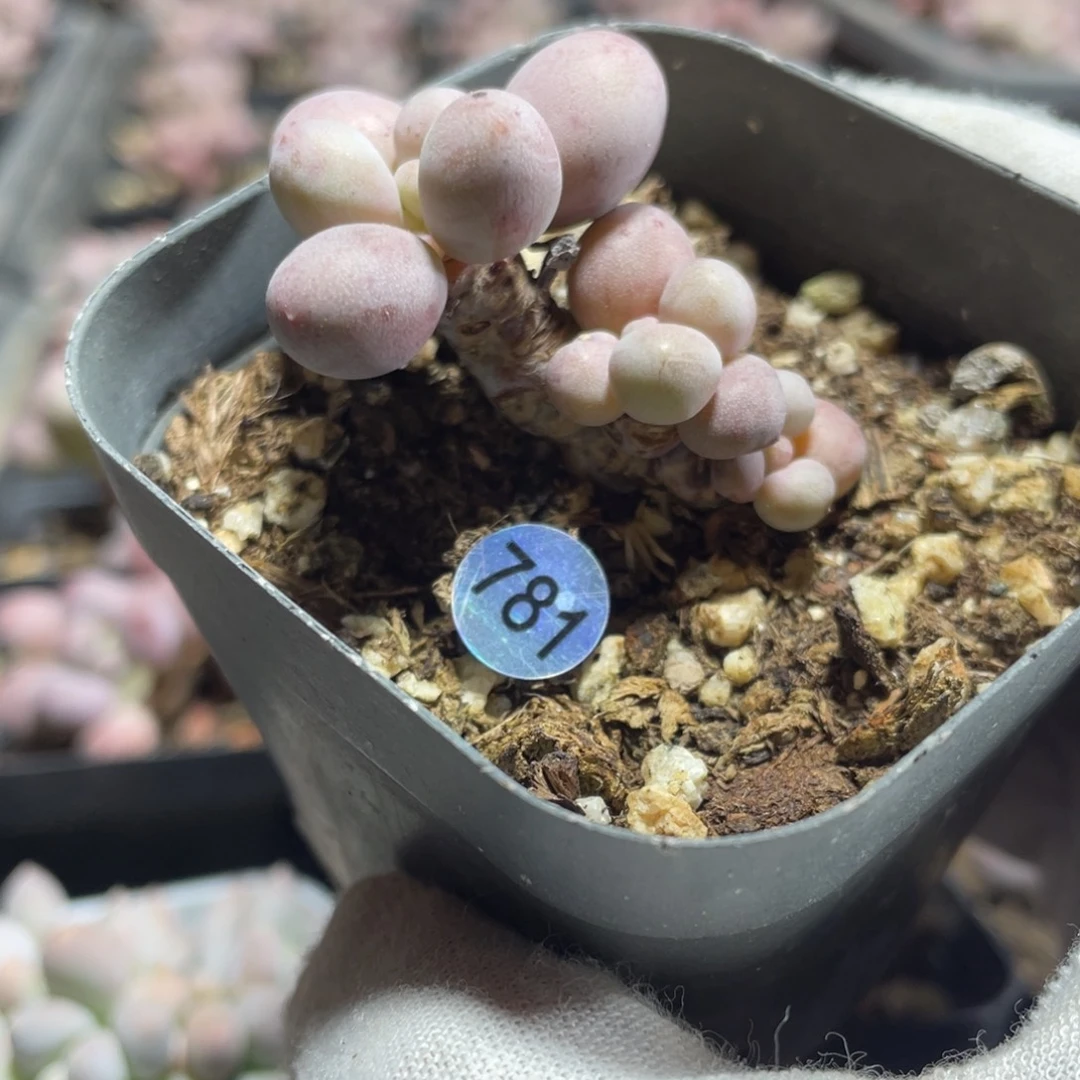 仙子奶酪多肉植物