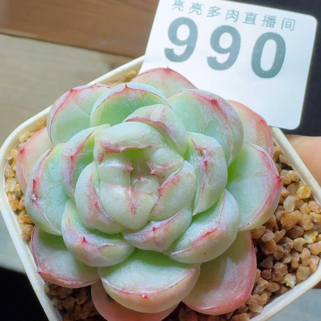 胖虎         群生老桩多肉