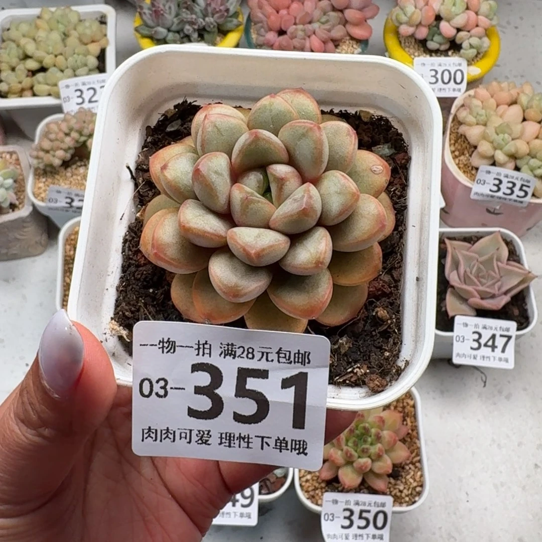 葡萄无盆土发货无盆土发货