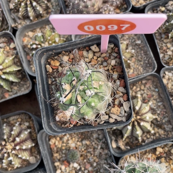 F***d黑刺素妆玉0097-0000