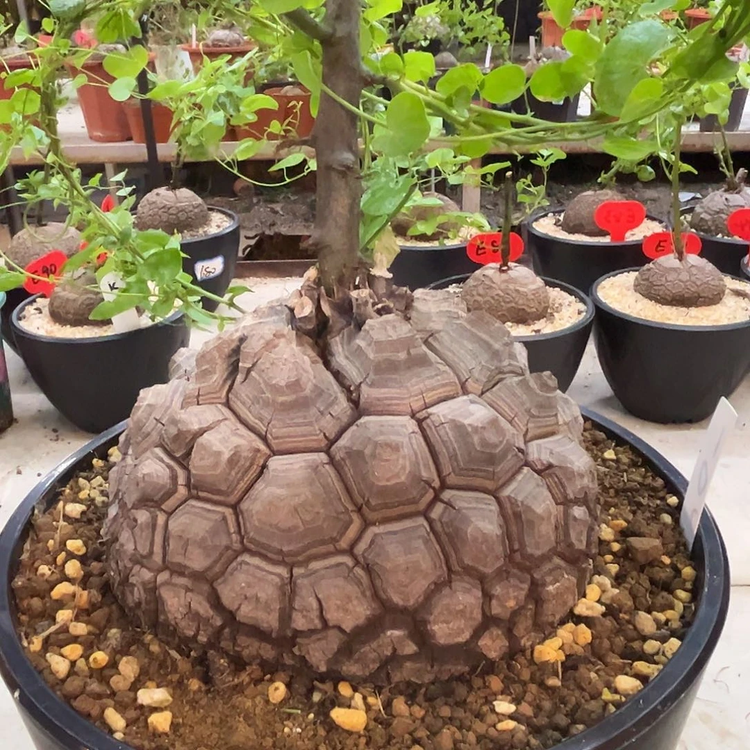 汤圆植物龟甲龙102剑甲