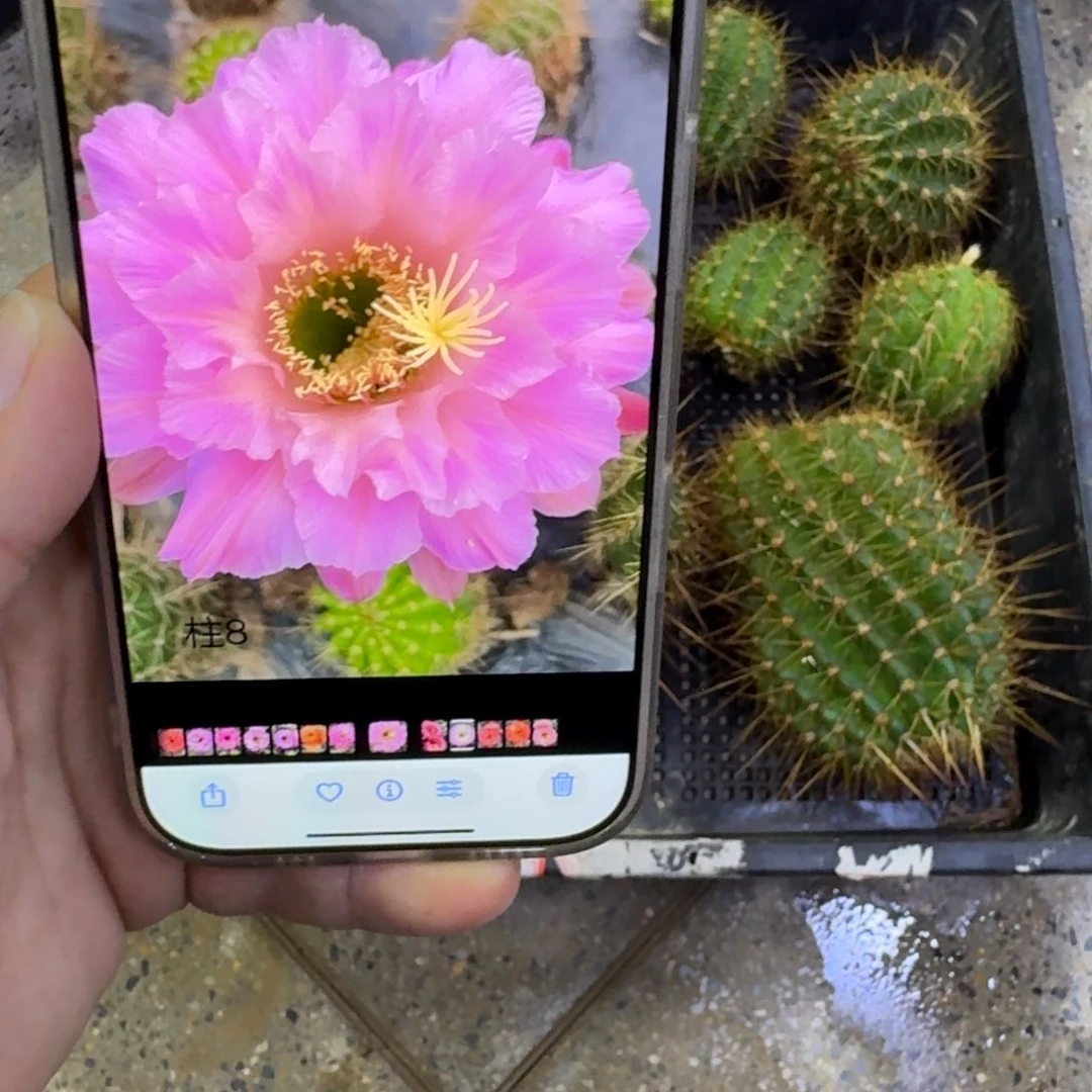 256毛柱8歪无根侧牙5公分左右，20包邮