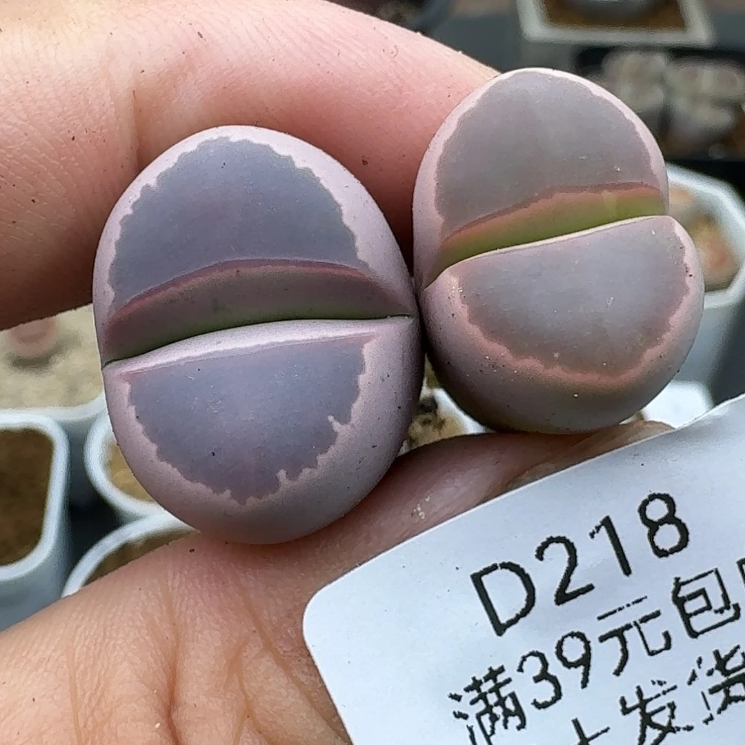 218多肉哈哈哈哈哈哈哈