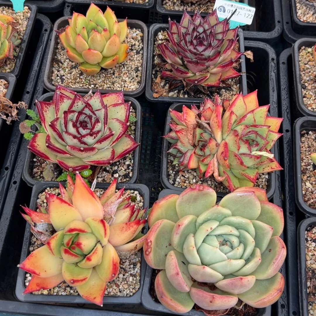 多肉一物一拍0127-122