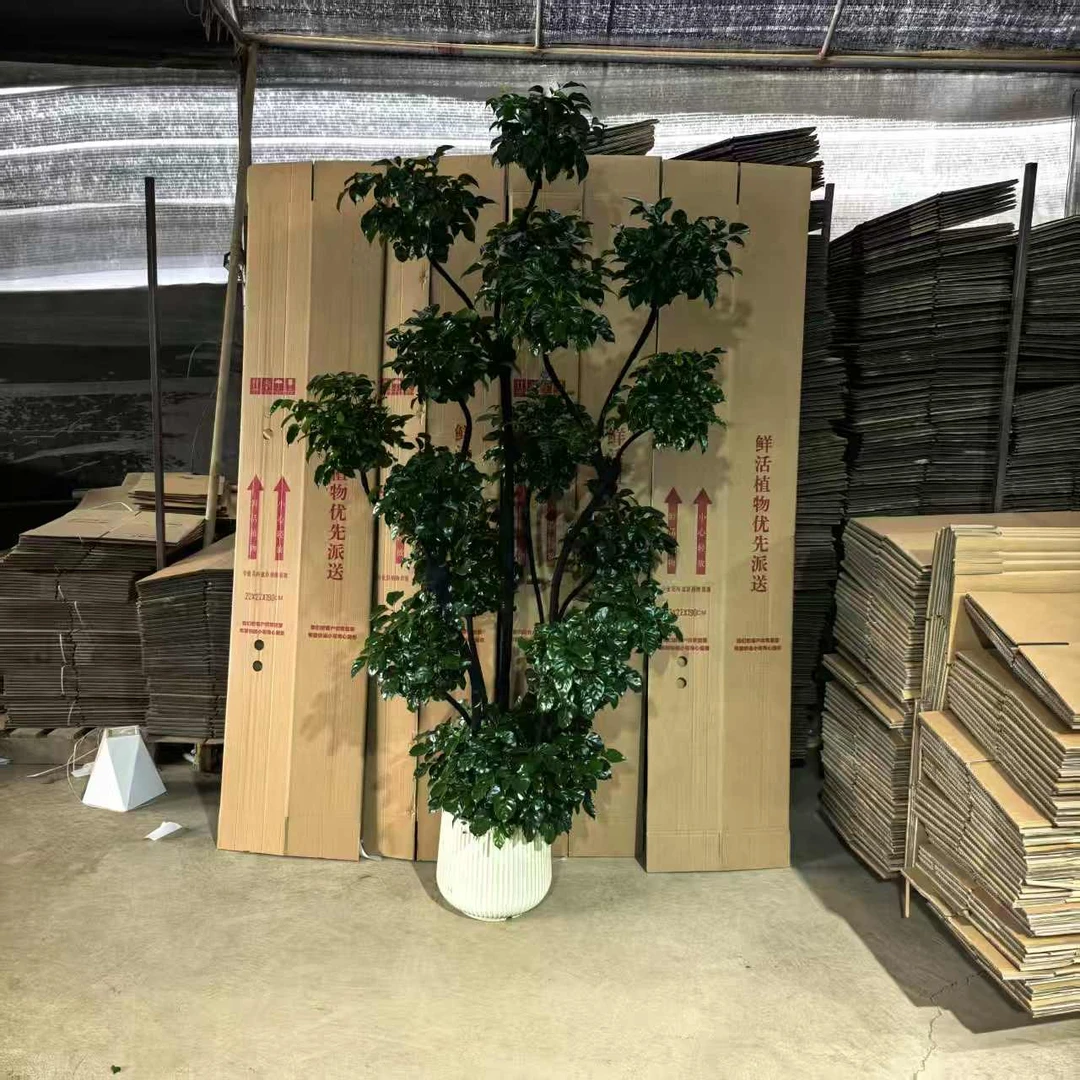 【13-17层造型幸福树】酒店公司客厅室内盆栽绿植开业乔迁送礼好养