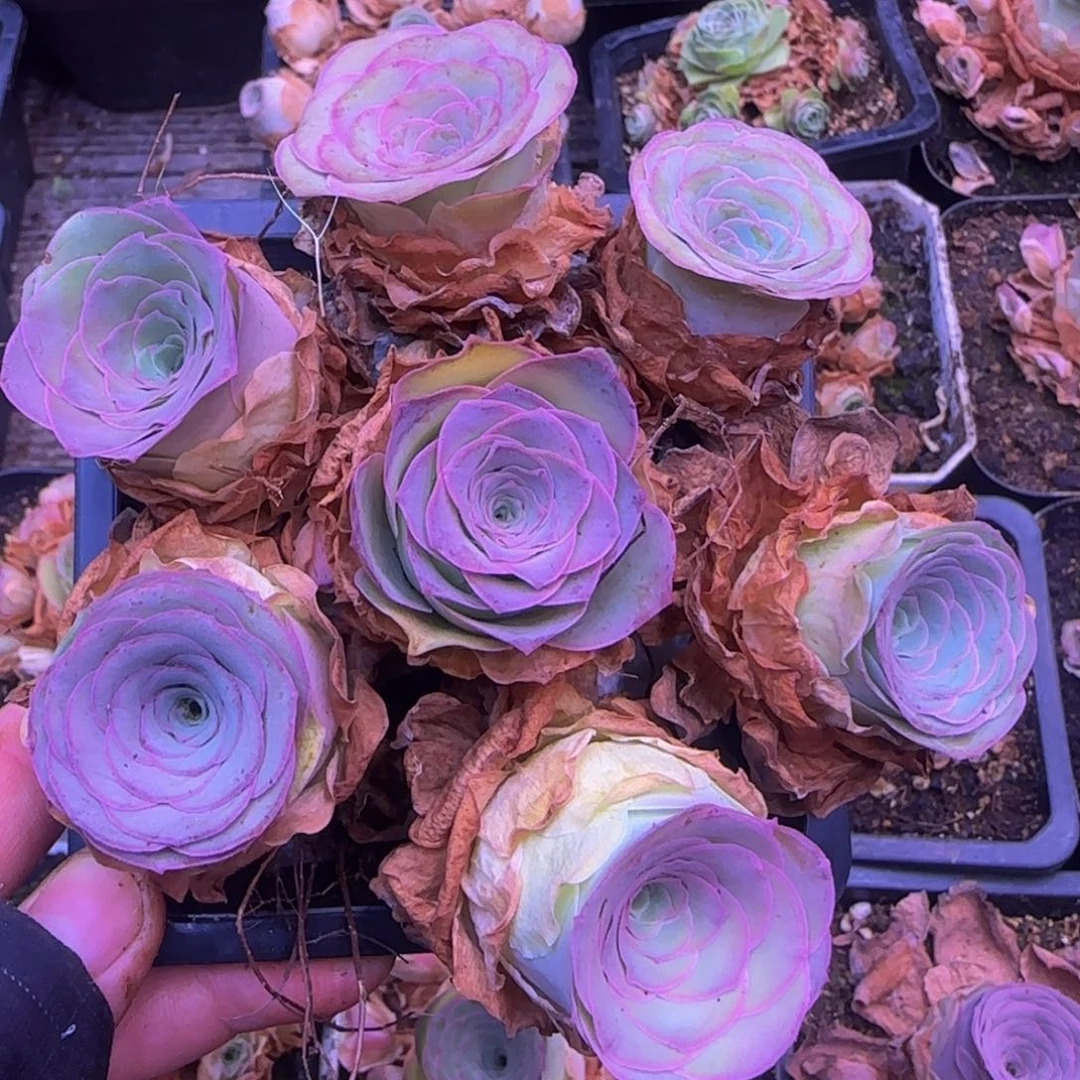 丹*?山地玫瑰158755566655