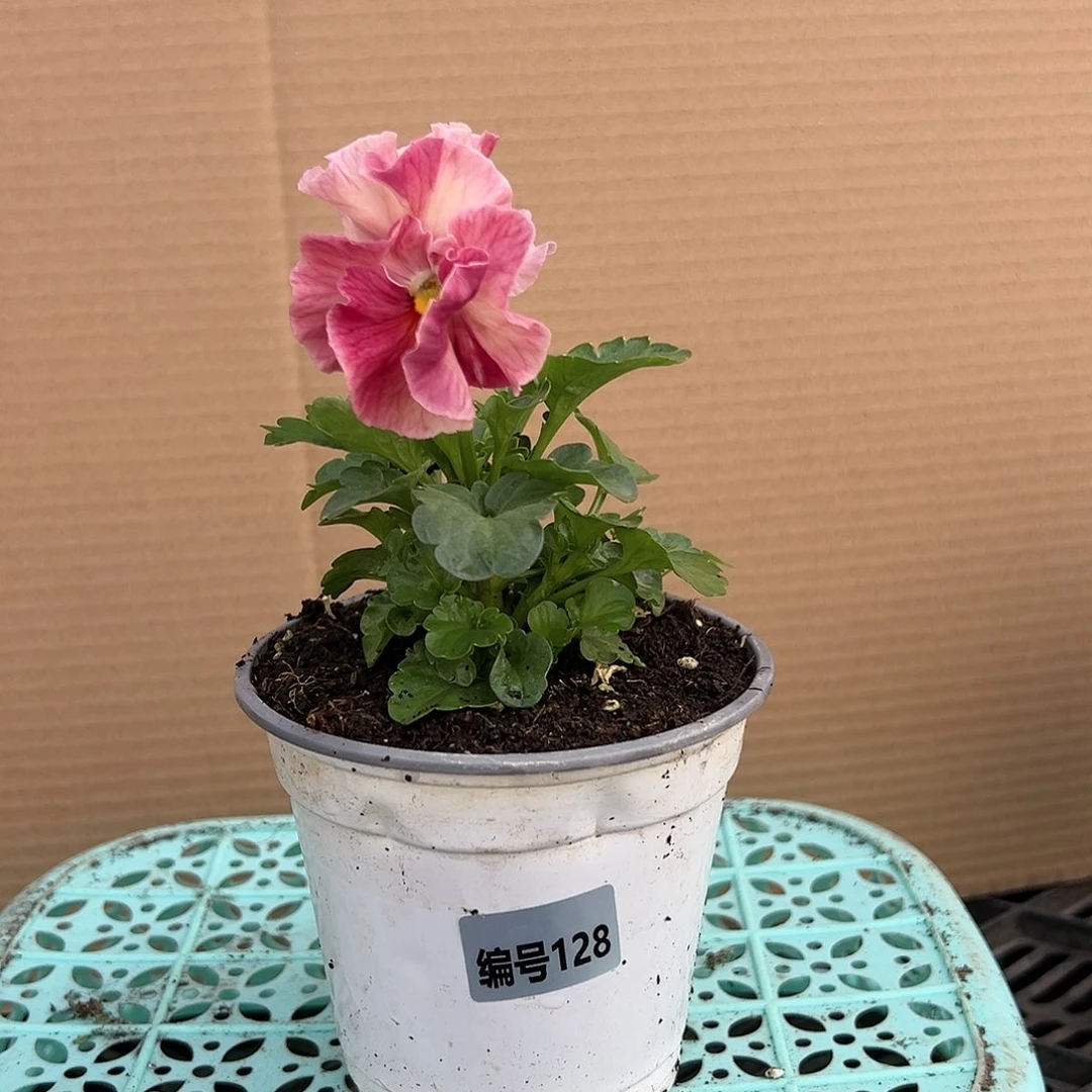 【闪购商品】完全开放128号