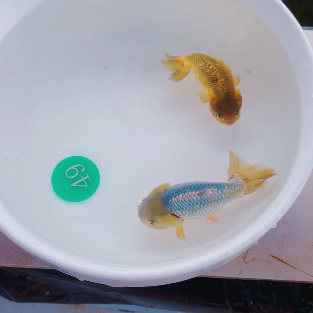 金鱼汉***啡1111111111111