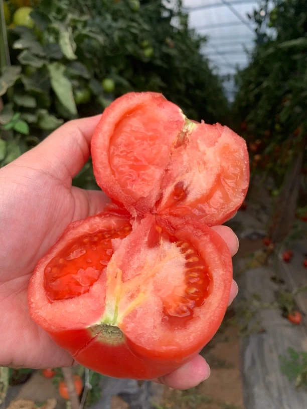 自然种植粉番茄西红柿可生吃可做菜酸甜可口自然熟沙瓤粉番茄